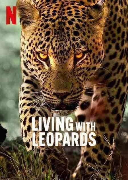 مستند زندگی با پلنگ ها Living with Leopards 2024